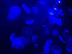 -暹罗海洋世界