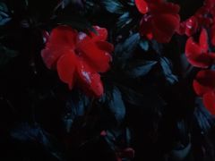 -金鸡山公园