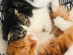 -平行世界·猫咖(首经贸店)