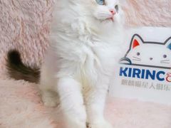 -十年猫舍·猫咪专门店(普陀店)