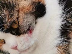 -萌兽医馆·犬猫专科·眼科中心·宠物医院(朝阳门分院)
