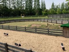 -前小桔亲子创意农场·草莓采摘·露营烧烤