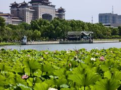 -莲花池公园