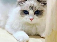 -momokira米努特·德文卷毛猫·棉花面纱犬