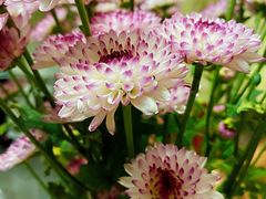 -秦美花卉(天朗·莱茵小城2期店)