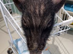 -怪兽屋·羊驼·猫咖·狗咖(俊华广场店)