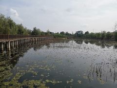 -空港花田景区