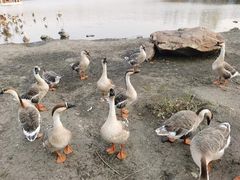 -长春市南湖公园