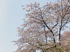 -红梅公园