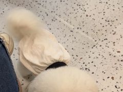 -瑞派康怡24h宠物医院·犬猫医疗中心·微创绝育(瑞景分院)