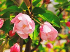 -海棠花溪(元大都城垣遗址公园)
