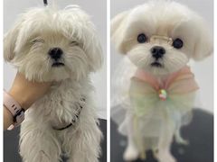 -comecome来吧宠物(奥克斯中心店)