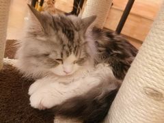 -猫腻·猫咖·撸猫馆(星光大道店)