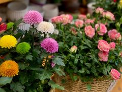 -双季花艺园艺市场(浦东店)