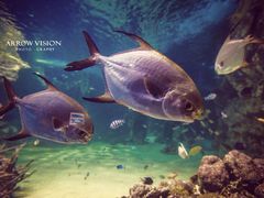-悉尼海洋生物水族馆