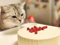 -猫十亿·布偶金渐层·曼基康矮脚猫舍(青年路店)