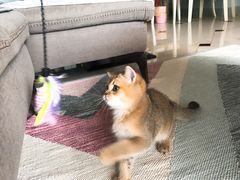 -猫大福·Fortune Cat猫舍(百子湾店)