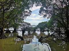 -宝安西湾红树林湿地公园