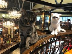 -more than meow吴止猫主题餐厅(承德 中船汇店)