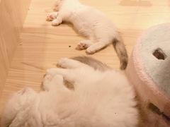 -屋虎猫馆(宝安大仟里店)