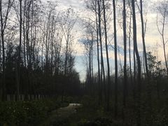 -合肥滨湖国家森林公园