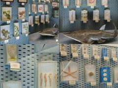 -浙江自然博物院(杭州馆)