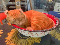 -平行世界·猫咖(首经贸店)