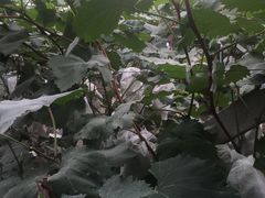 -马陆小张葡萄园农家乐