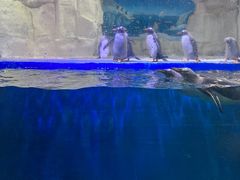 -华夏文旅海洋公园