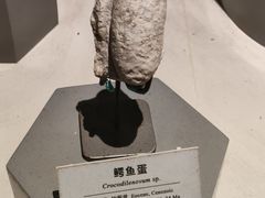 -正佳自然科学博物馆