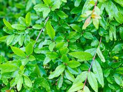 -桤木河湿地公园