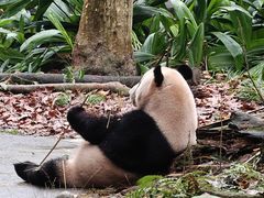 -都江堰中华大熊猫苑
