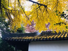 -上海醉白池公园