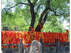 -大槐树寻根祭祖园