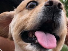 -熊小胖宠物生活馆(天华园店)