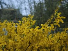 -老张烤羊(王哥庄店)