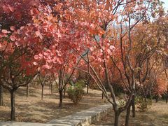 -北京十三陵国家森林公园蟒山景区