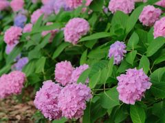 -上海滨江森林公园