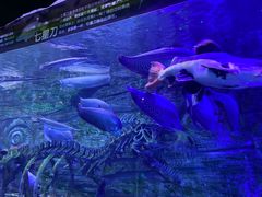 -芜湖新华联大白鲸海洋公园