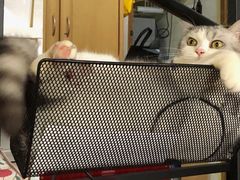 -艾贝尔宠物诊疗