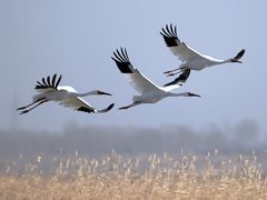 -盐城丹顶鹤湿地生态旅游区