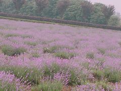 -曲江薰衣草庄园