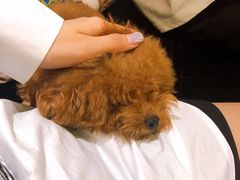 -more than meow吴止猫主题餐厅(承德 中船汇店)