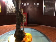 -诸城市恐龙博物馆