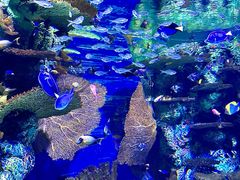 -上海海洋水族馆