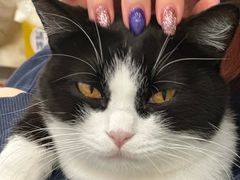 -有喵·猫咖·狗咖·30几只猫10只小狗(岗厦店)