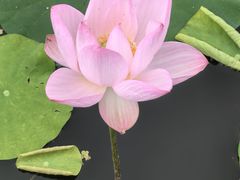 -渌洋湖湿地公园