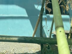 -青藏高原野生动物园