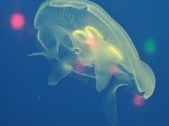 -福州罗源湾海洋世界旅游区