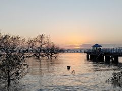 -宝安西湾红树林湿地公园